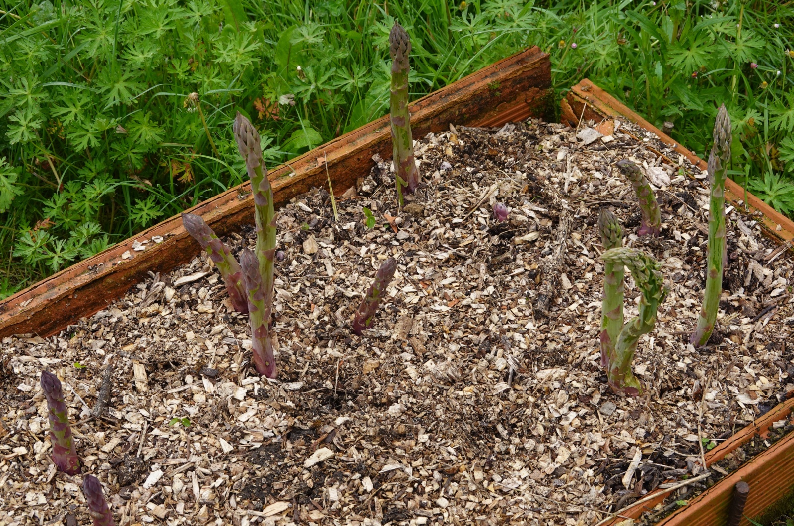 asparagus plants growing