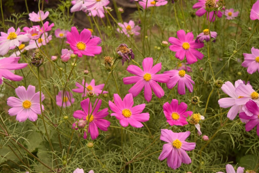 beautiful Cosmos flowers