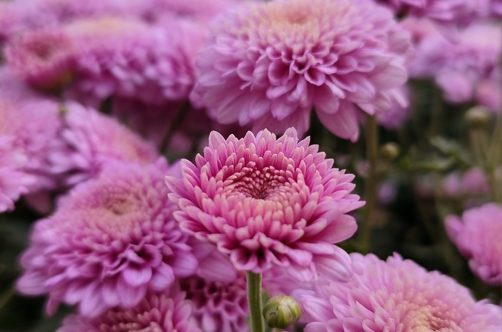 beautiful chrysanthemum