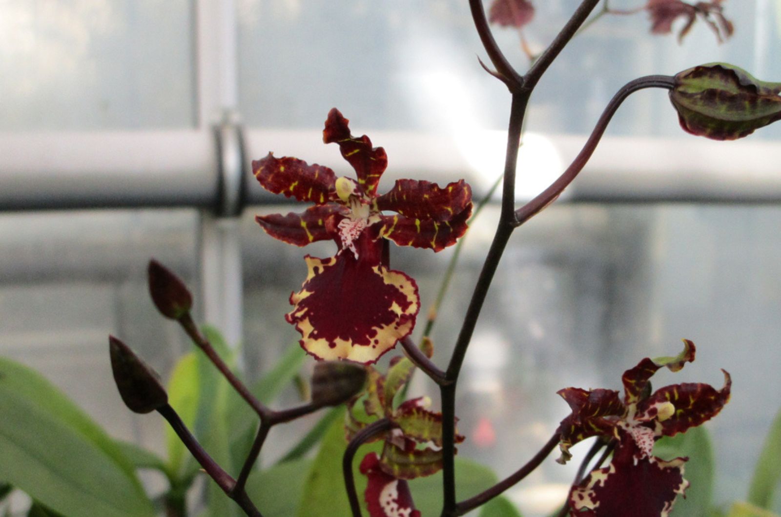 beautiful dancing lady orchid