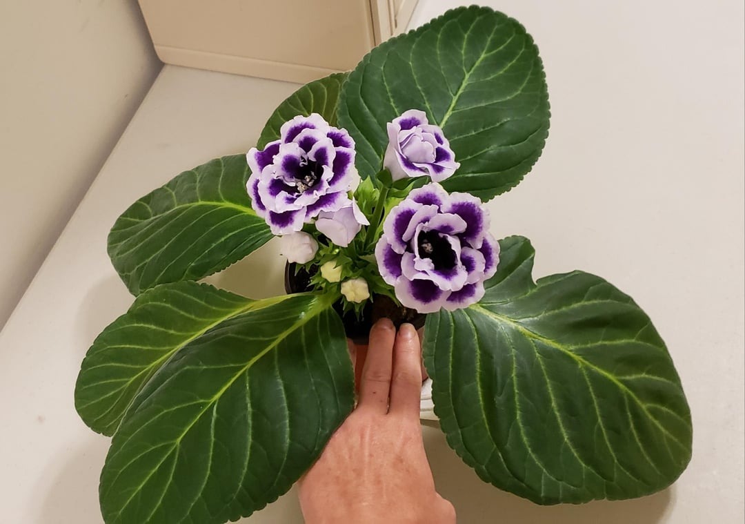 beautiful gloxinia blooming