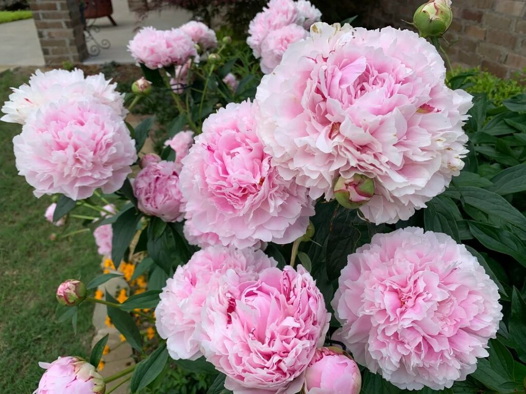 beautiful peonies