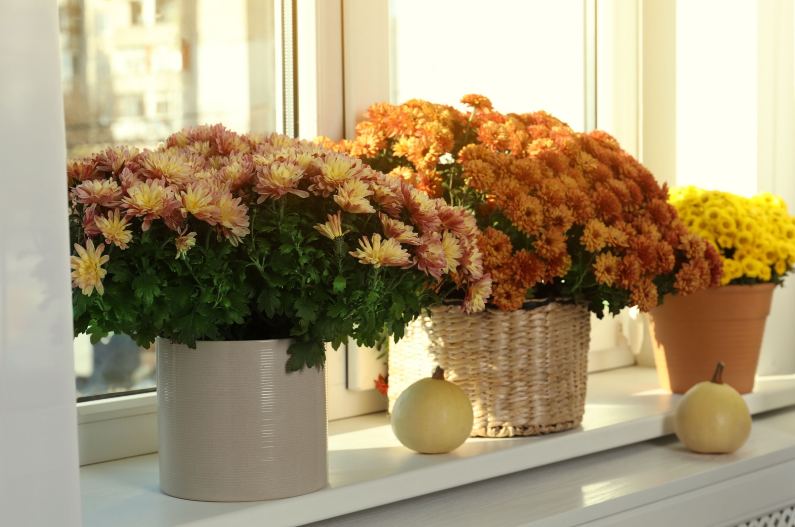 beautiful potted chrysanthemum flowers