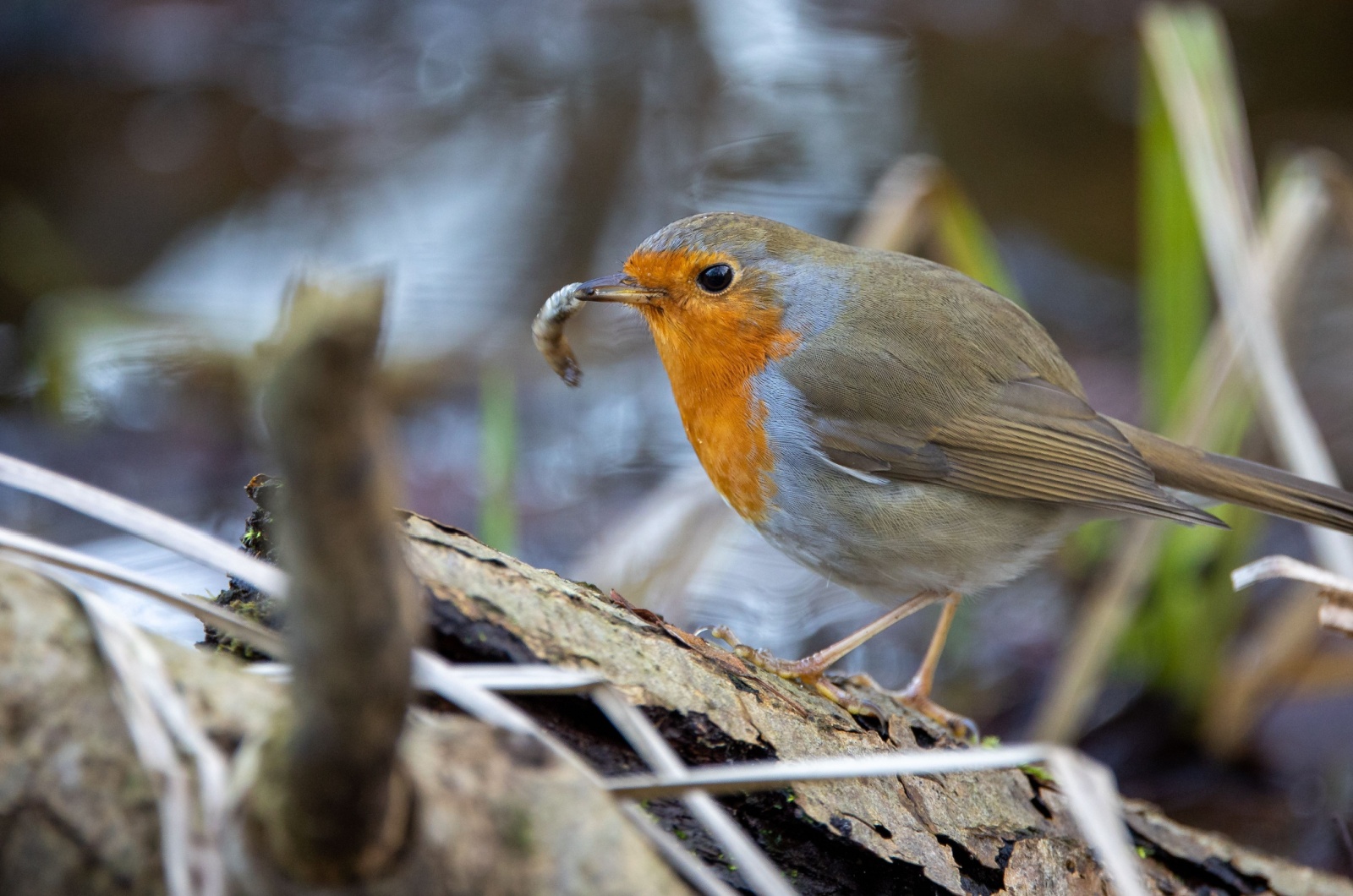 bird eating a small worm