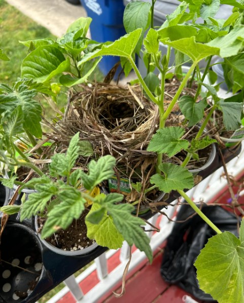 birds made a nest in a pot