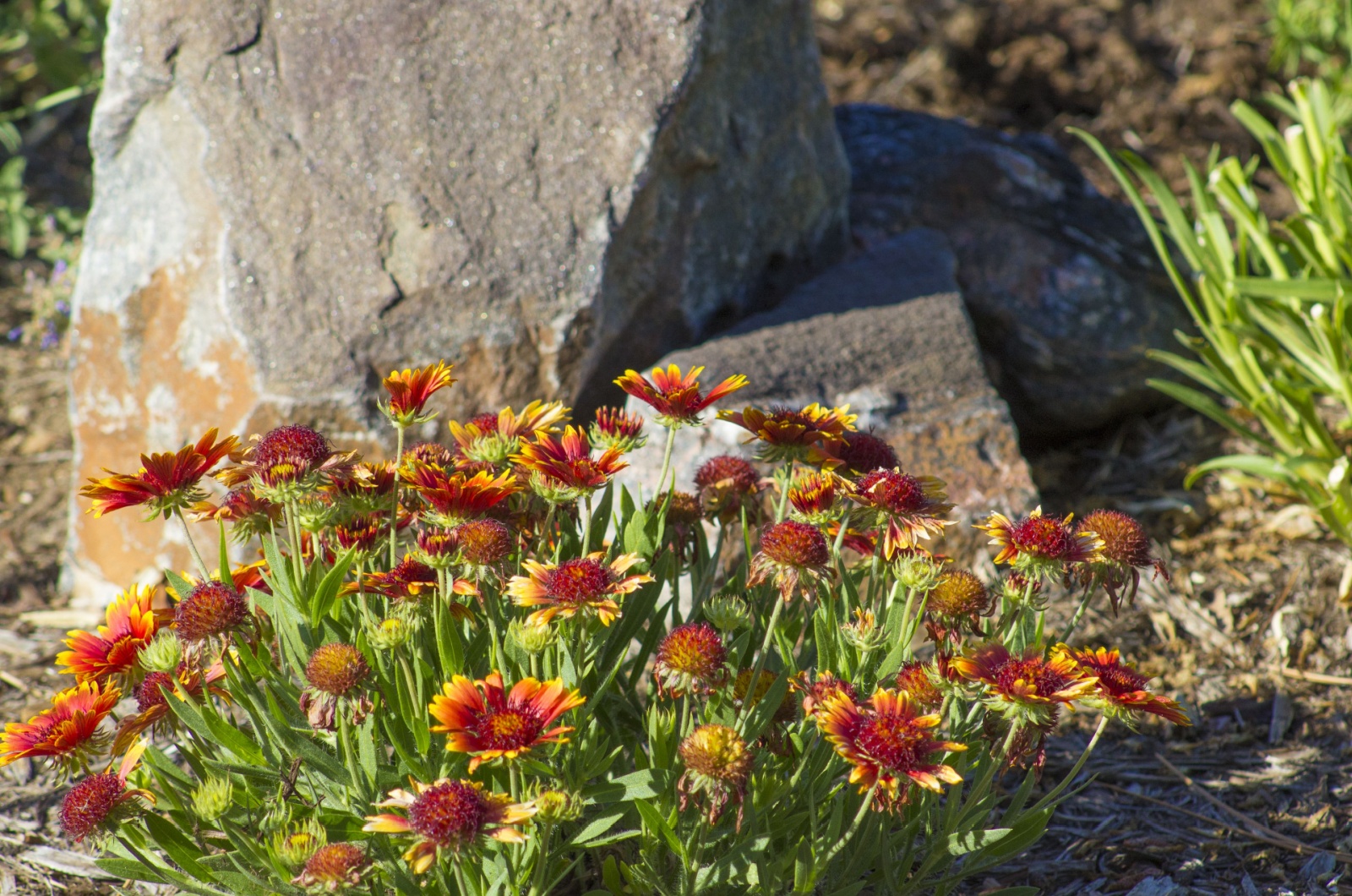 blanket flower growing in garden