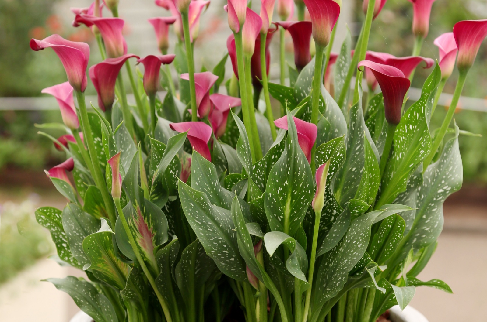 blooming calla lilies