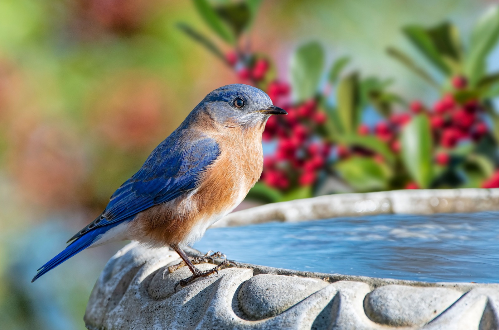 bluebird on a birdbath