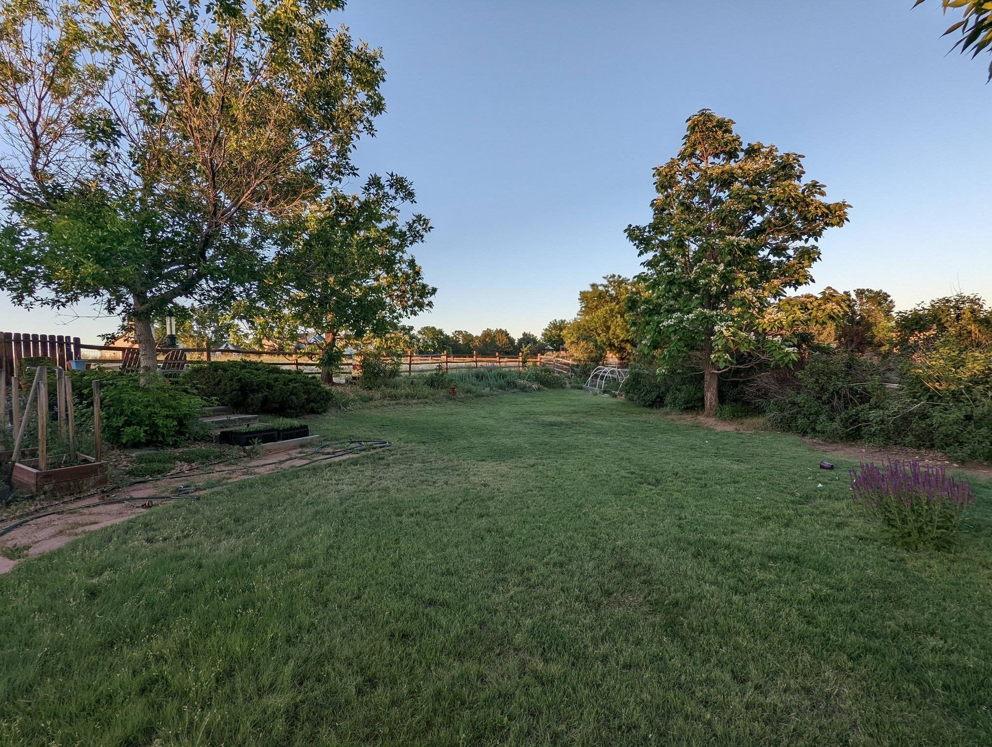 buffalo grass lawn