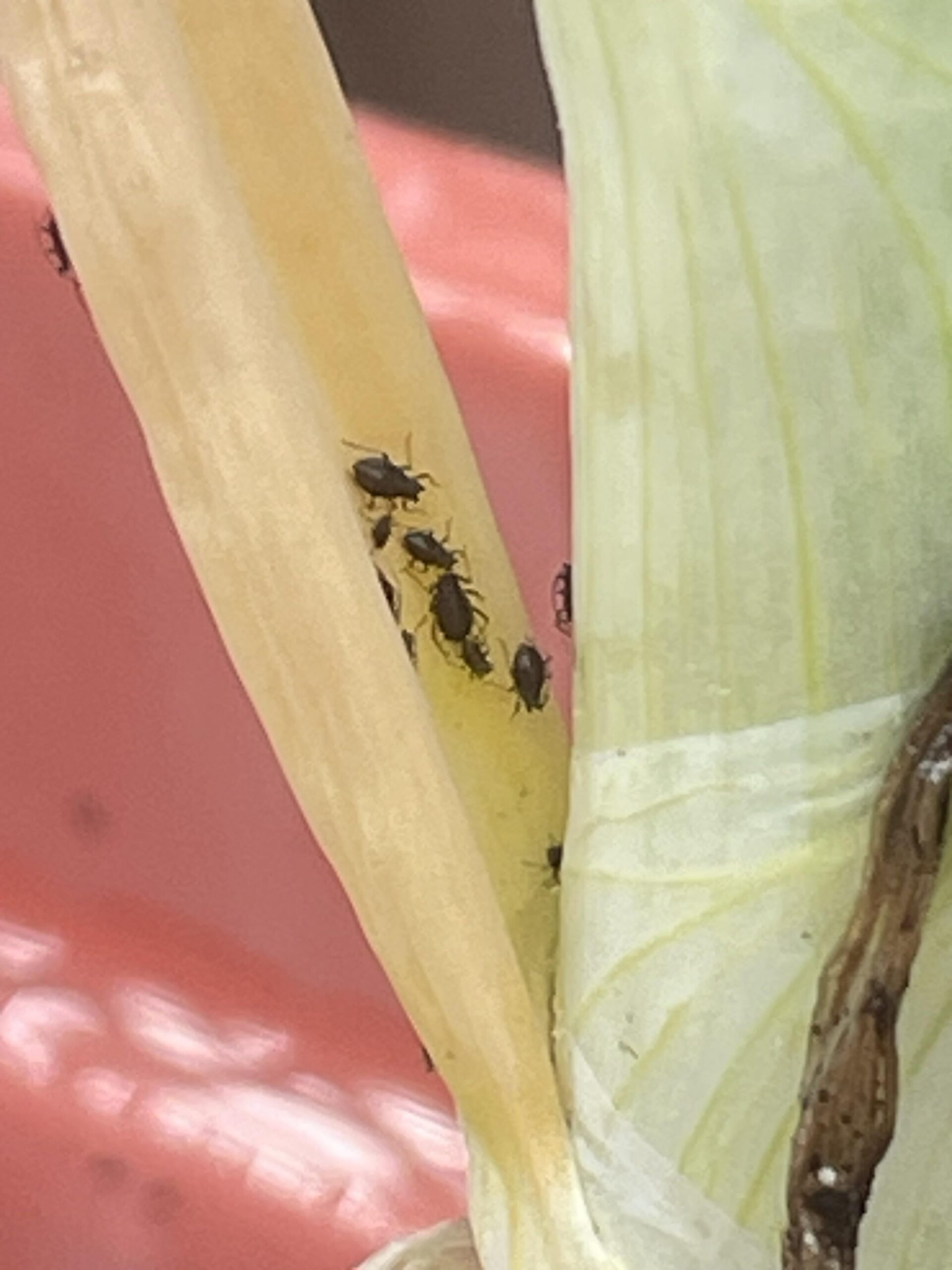 bugs on a onion