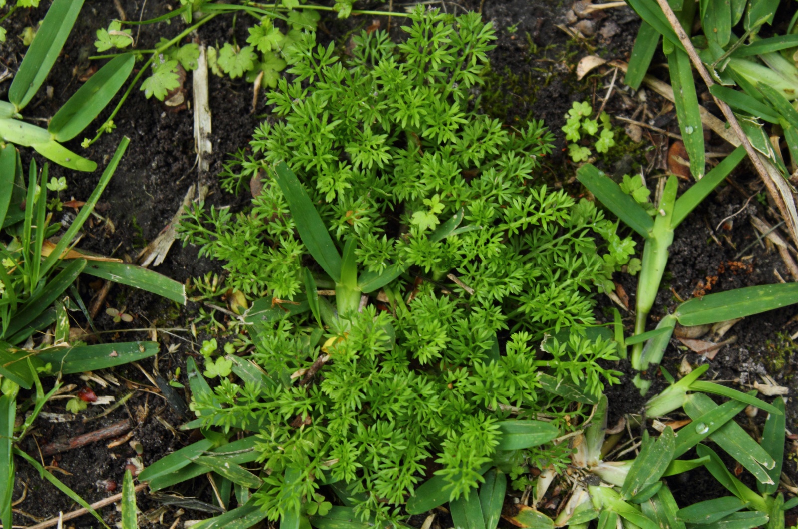 burweed on lawn