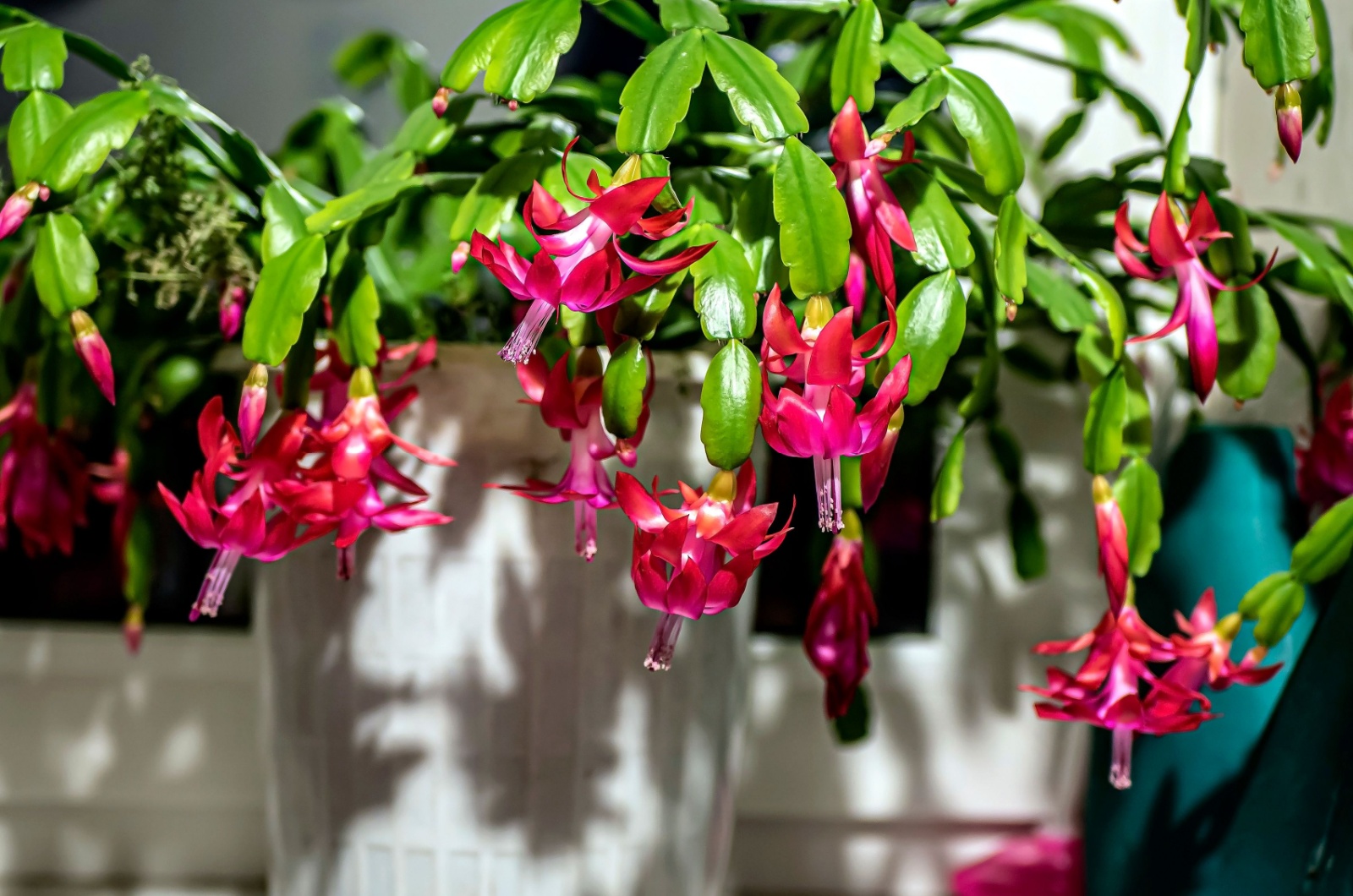 christmas cactus in bloom