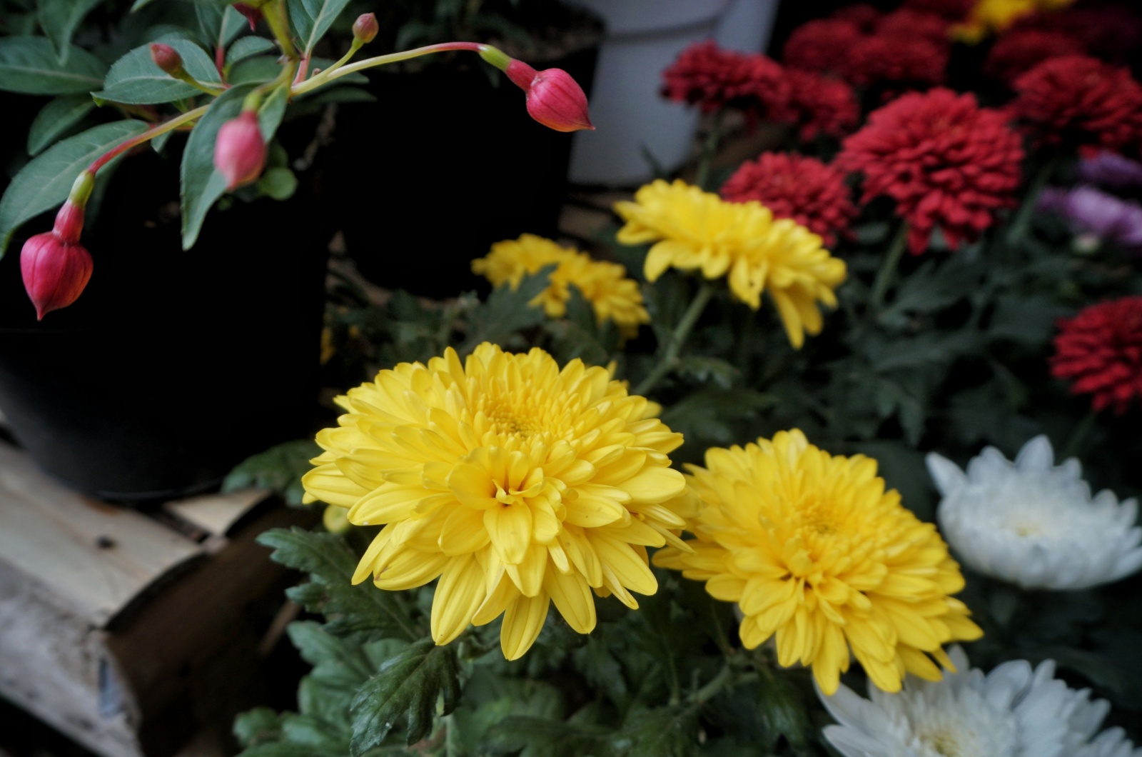 chrysanthemum plant