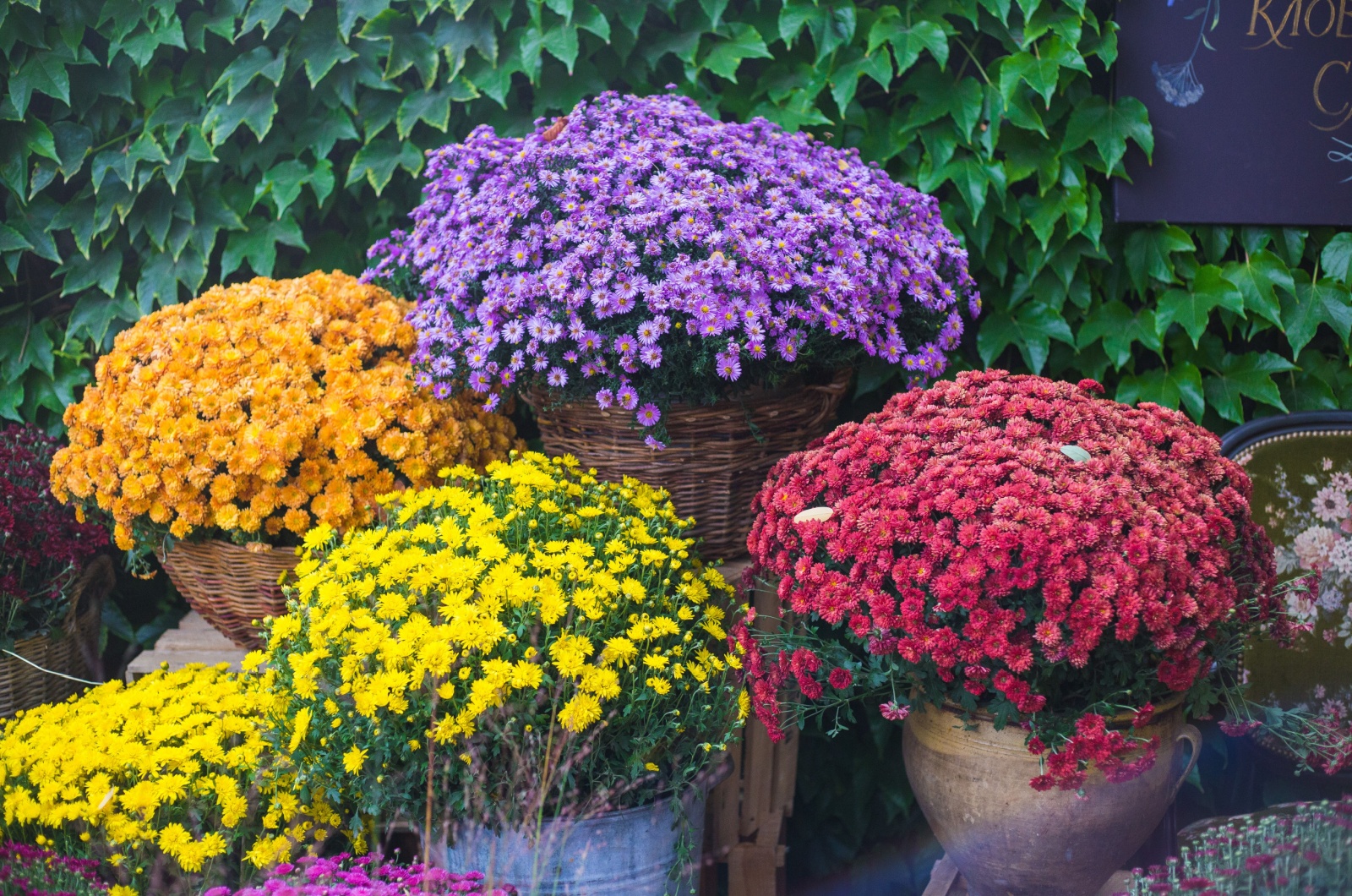 chrysanthemum pots