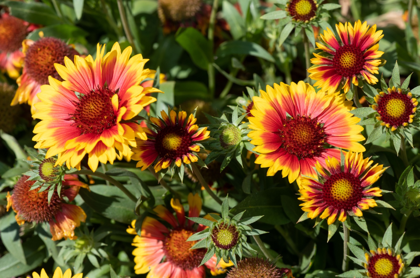 close-up photo of blanket flowers