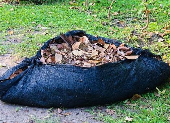 collected leaves