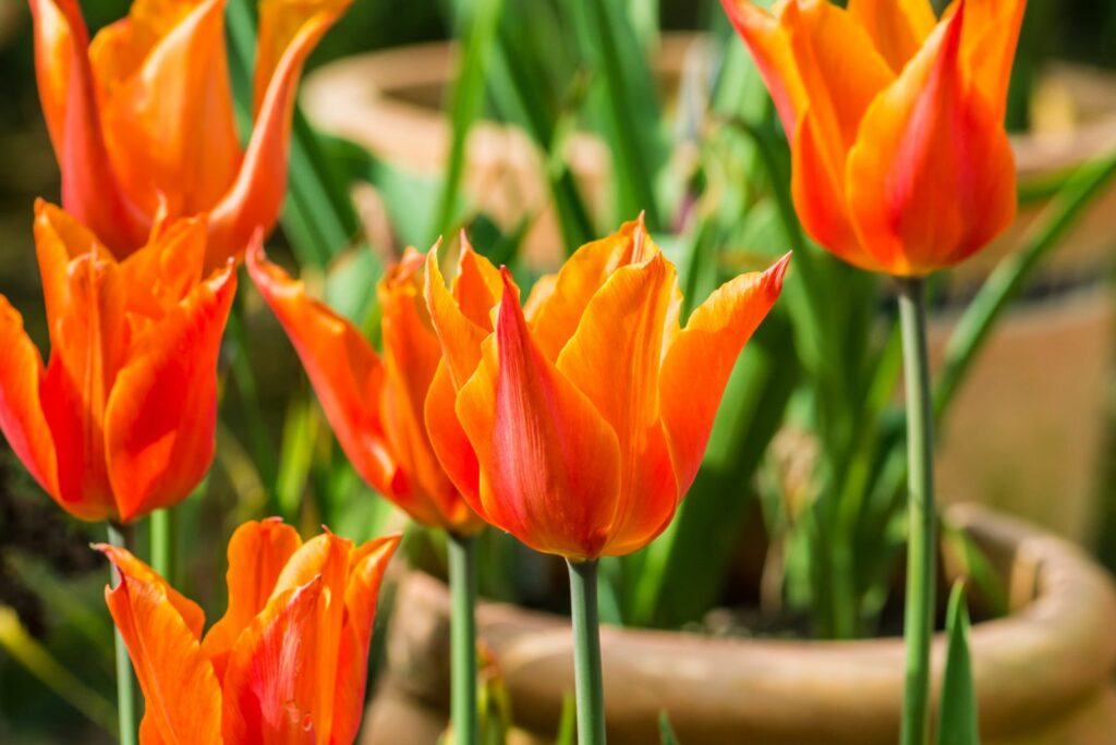 collection of orange tulip ballerina flowers