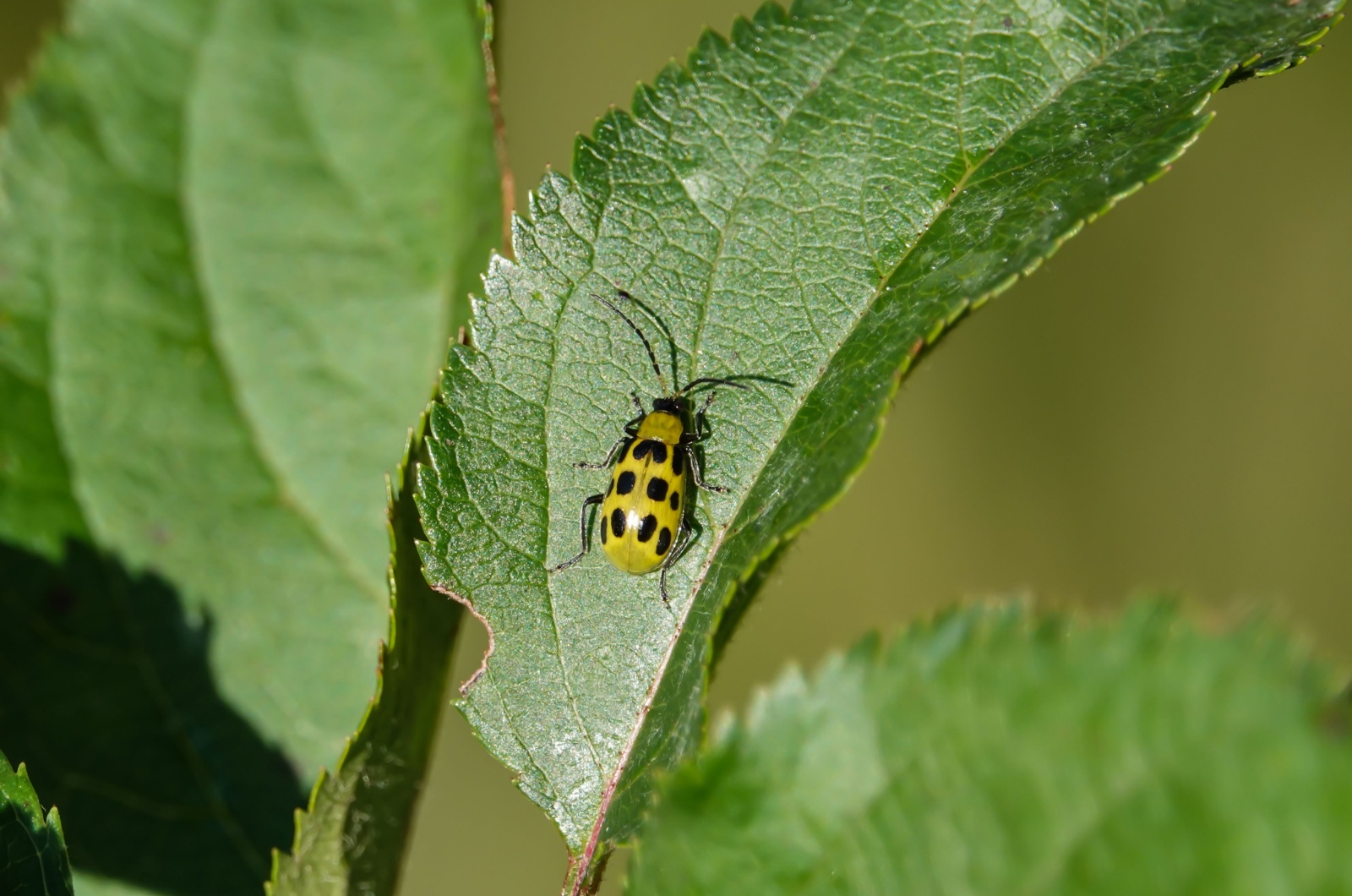 cucumber beetle on a leaf