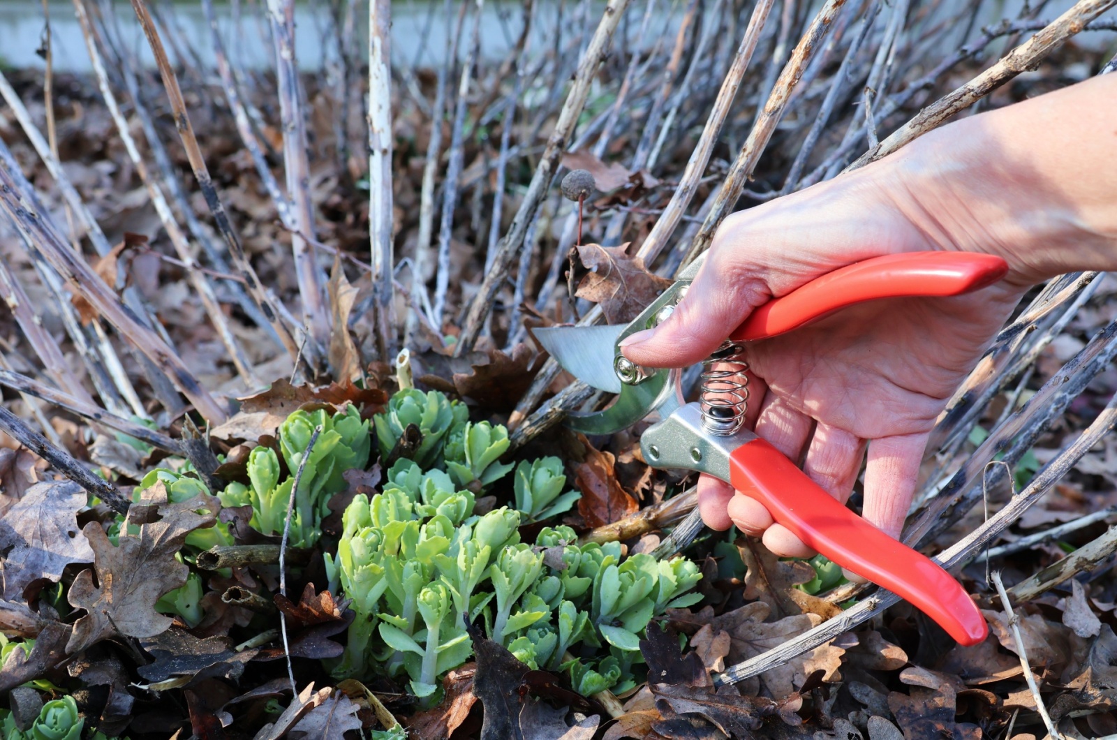 cutting back sedum plant