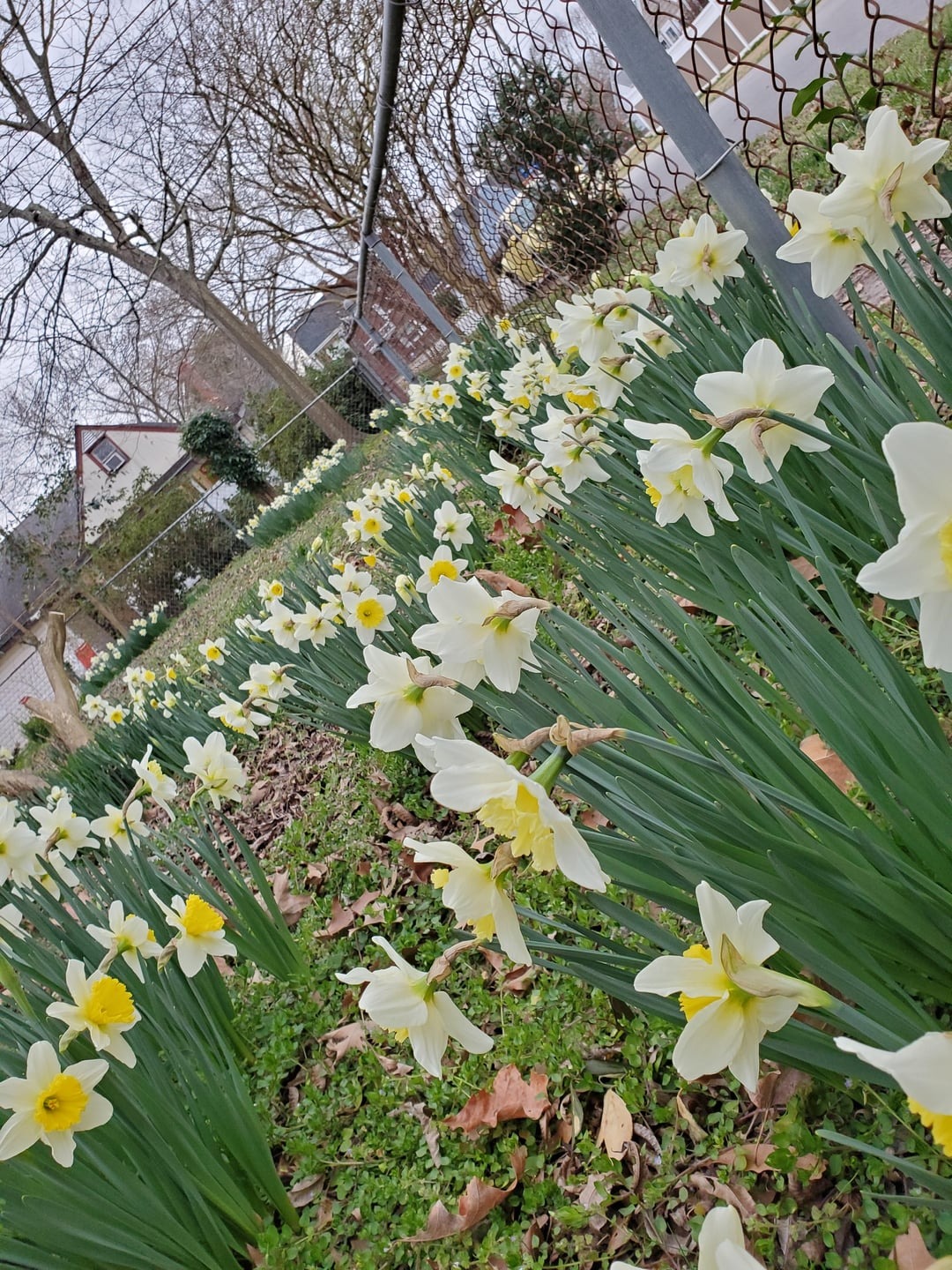 daffodils in garden