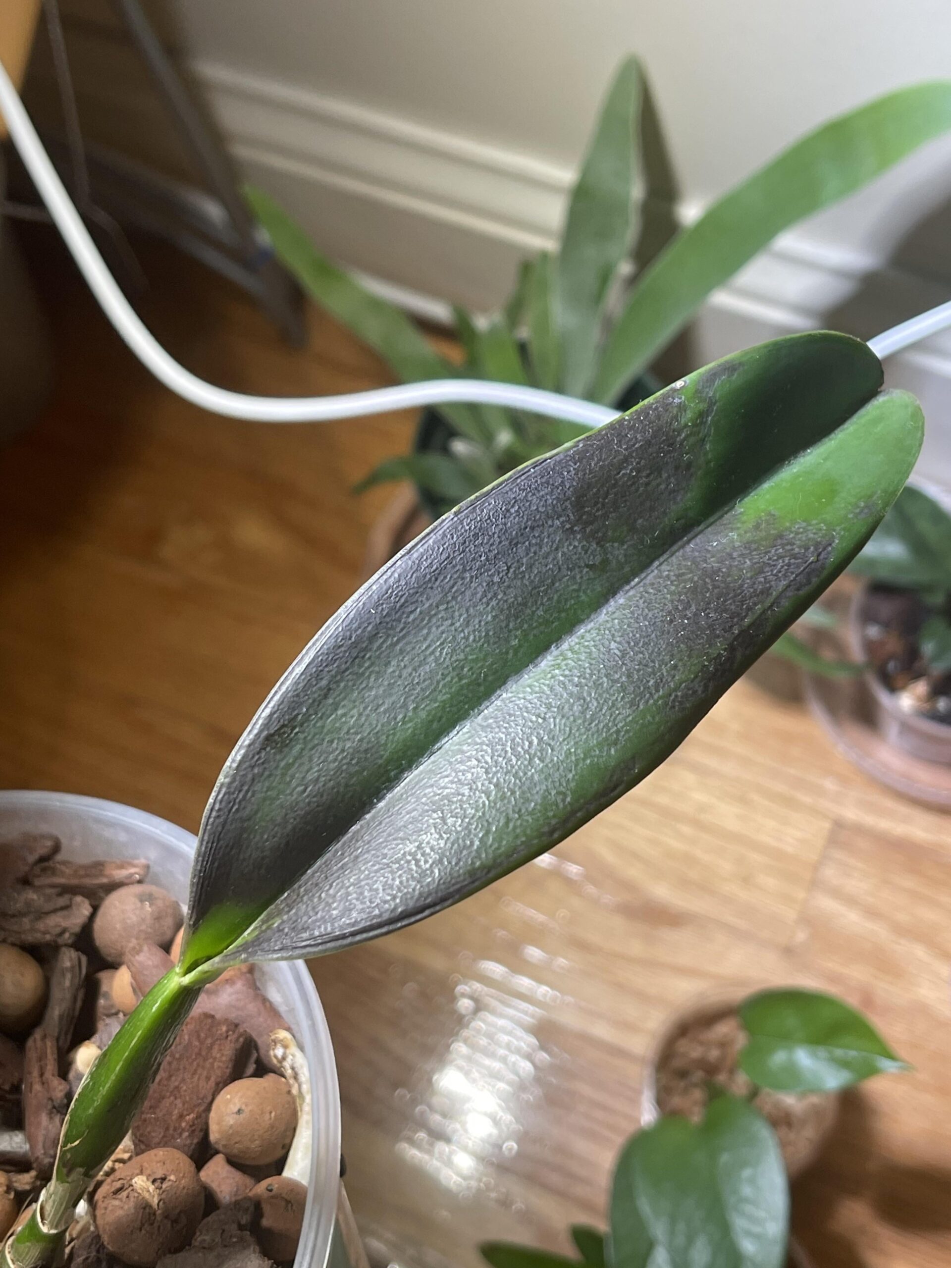 damaged leaf on a plant