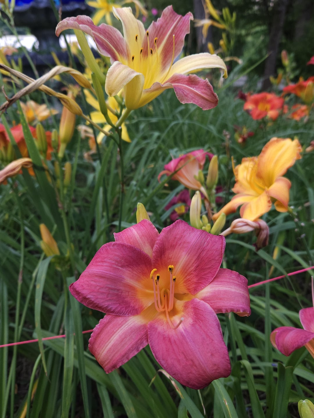 daylily in full bloom