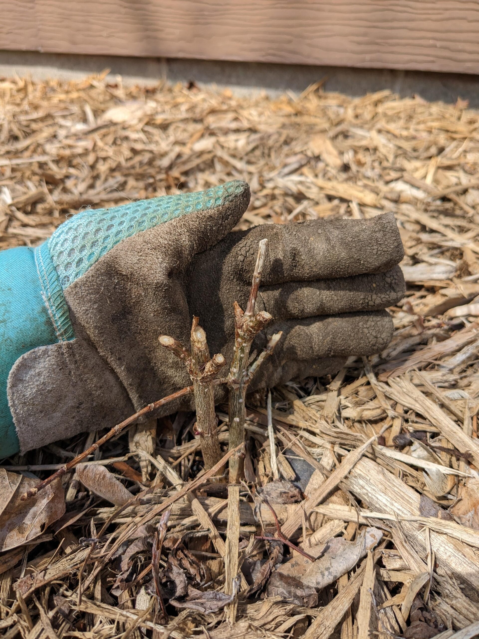 dead hydrangea