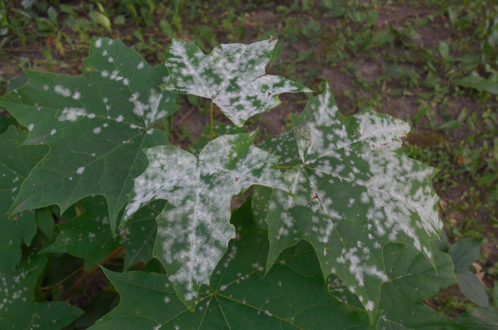 disease on leaves