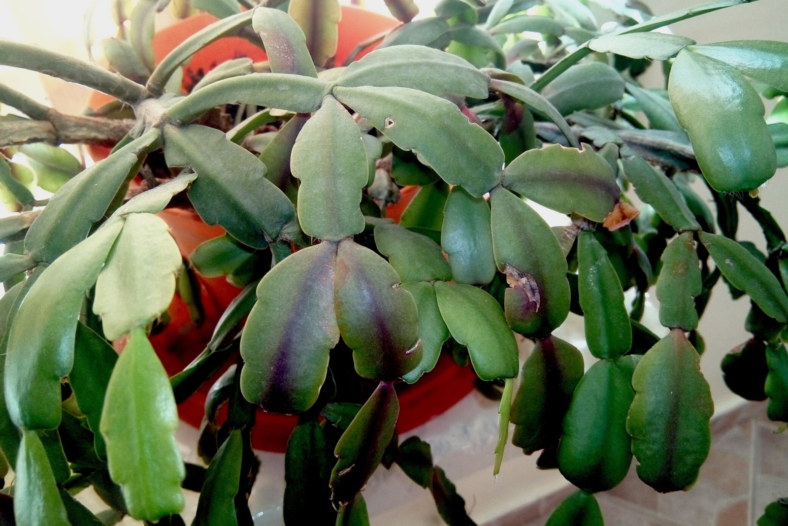 dry christmas cactus