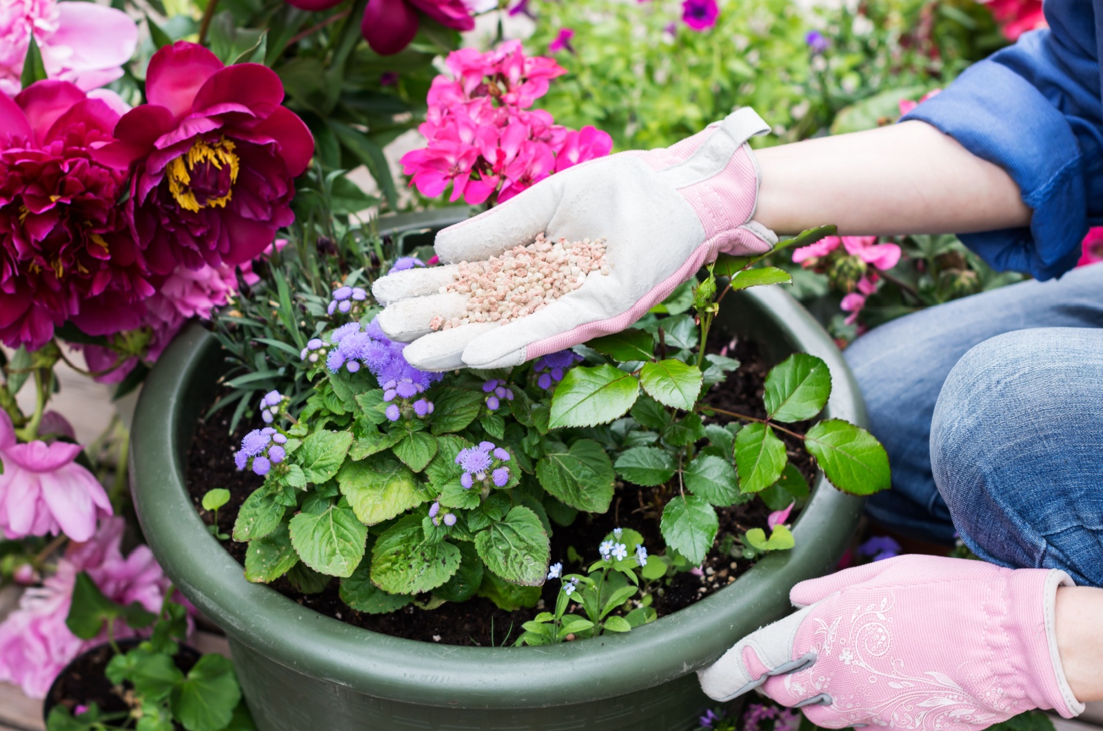 female gardener holding organic fertilizer in hand