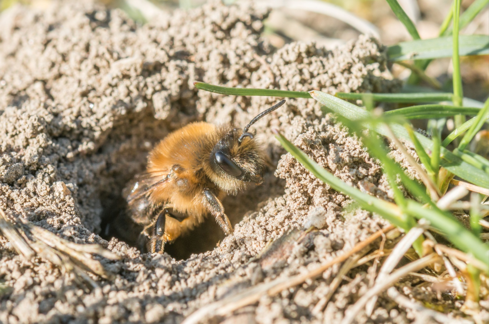 female ground bee