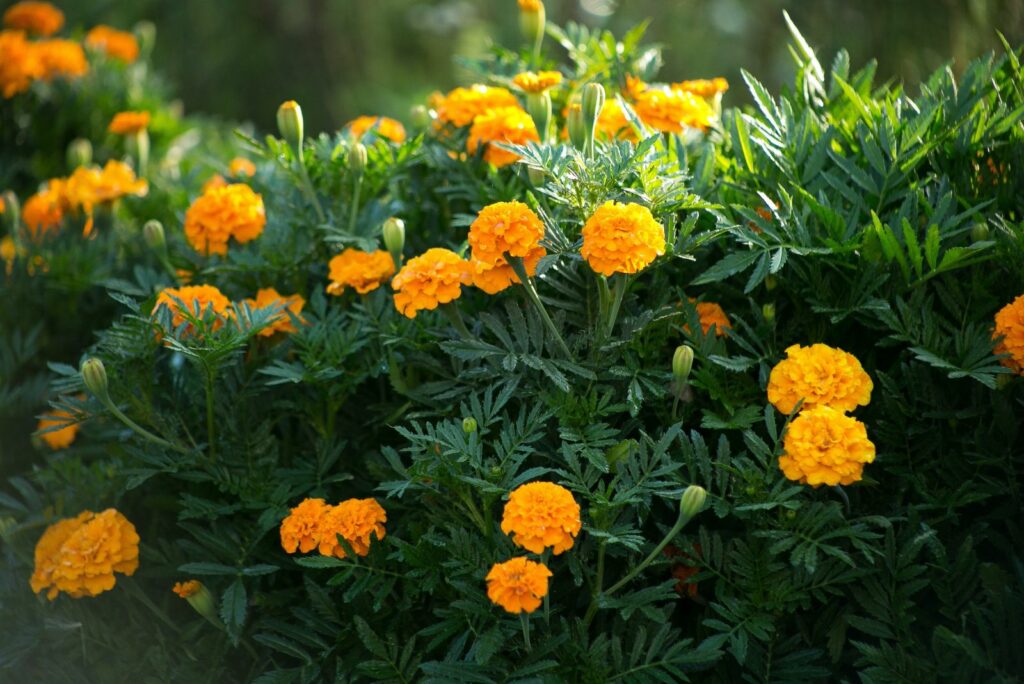 flower marigold calendula on background meadow