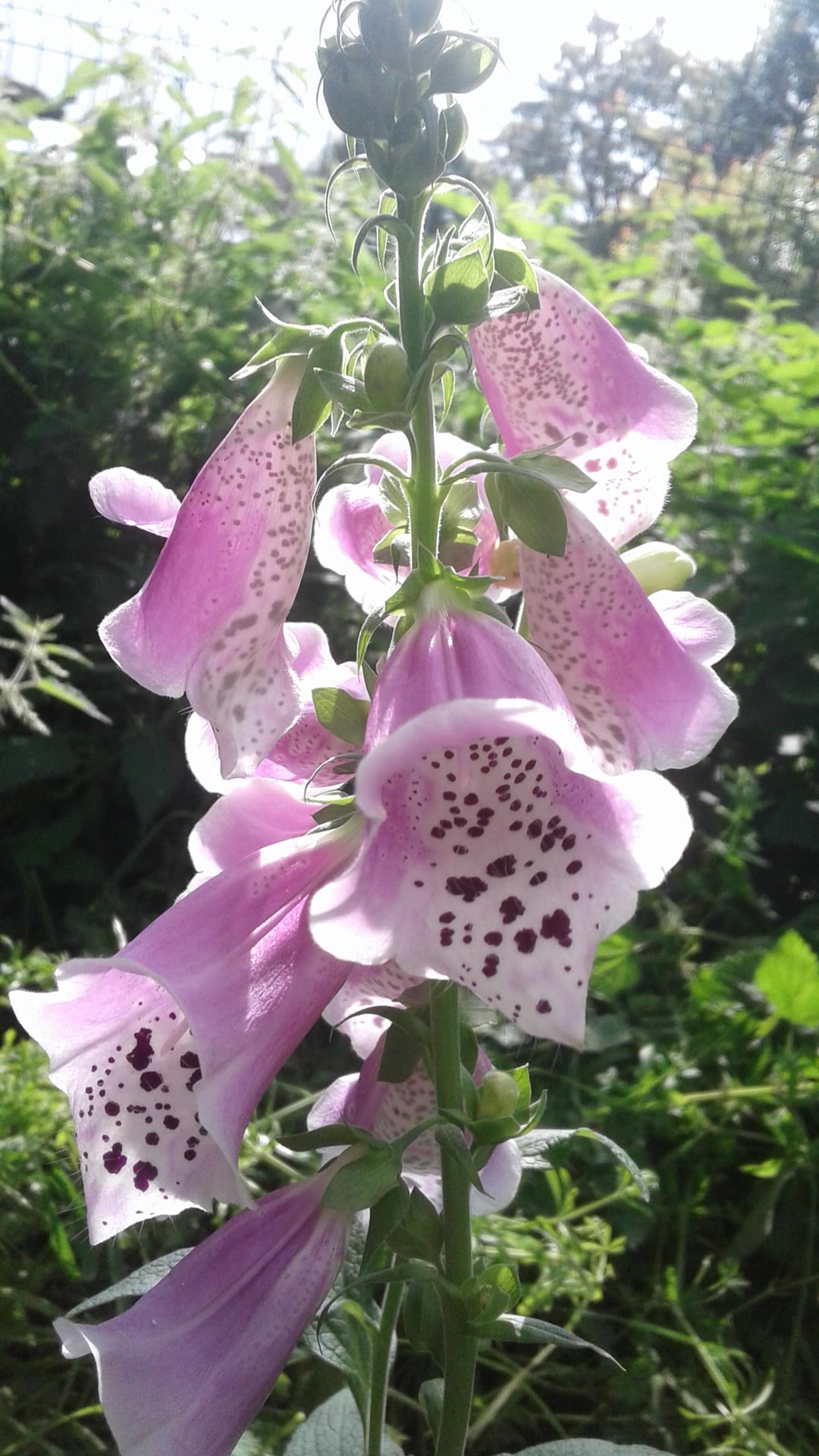 foxglove in full bloom