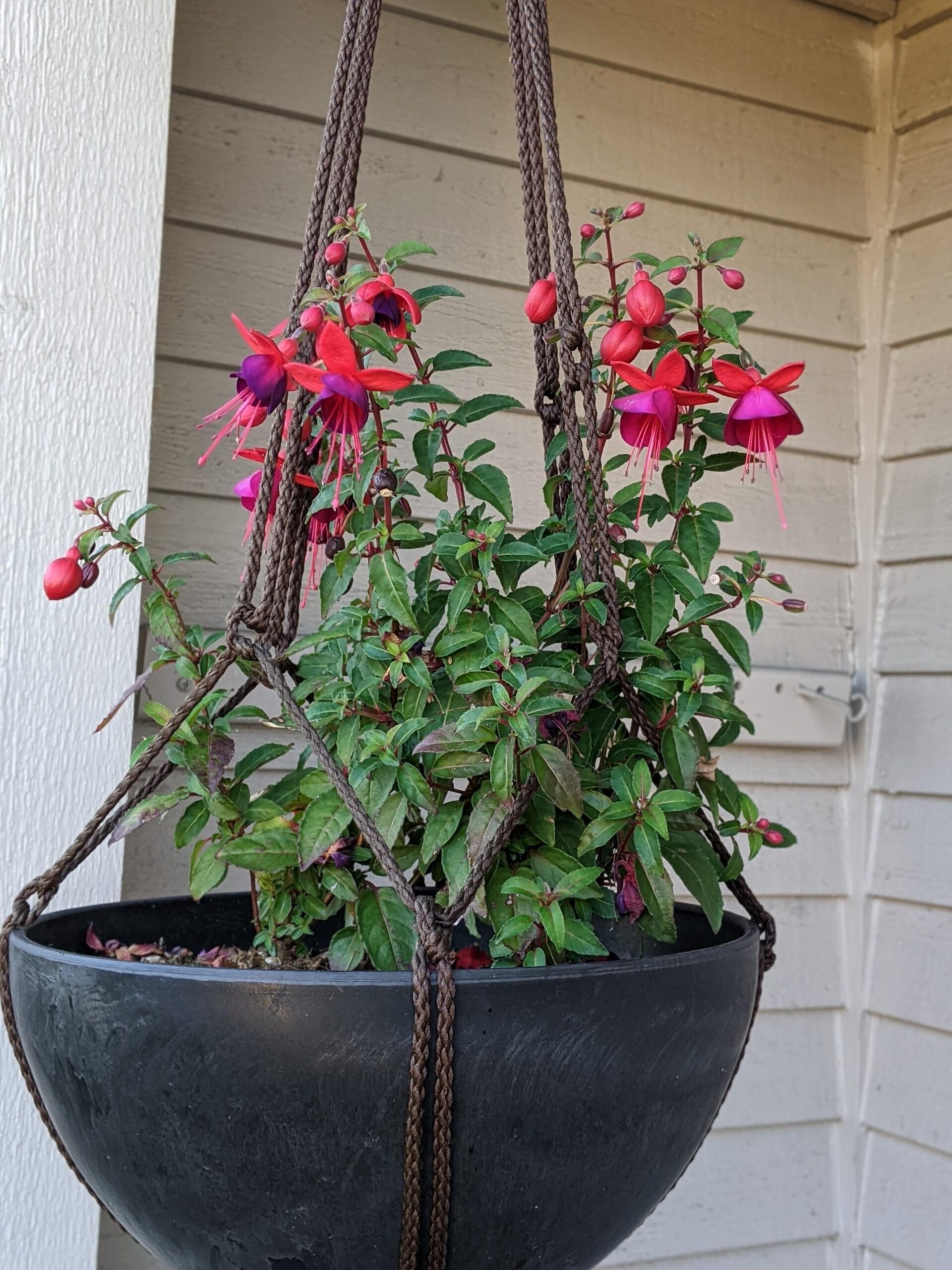 fuchsia plant