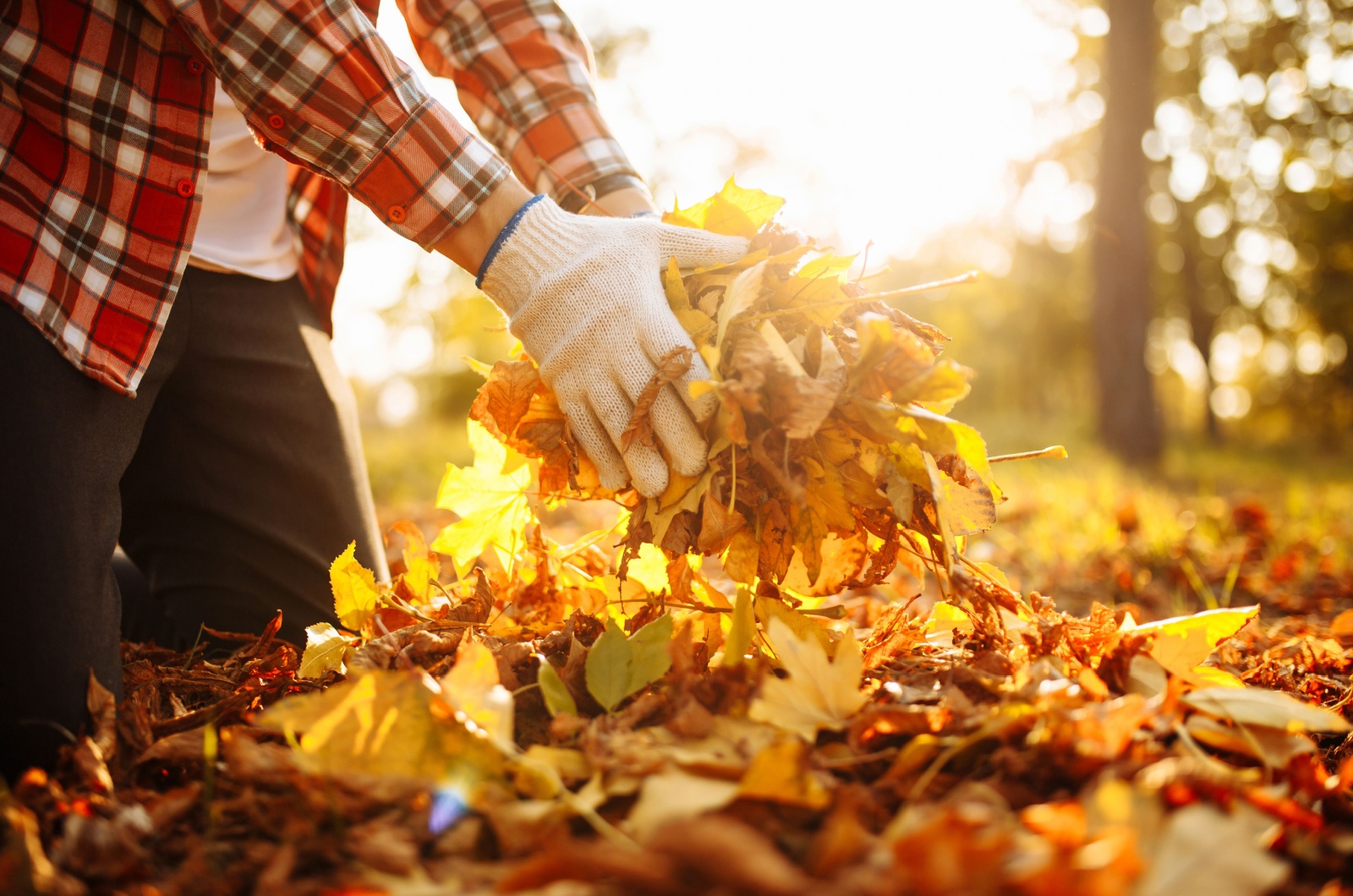 gardener collecting leaves