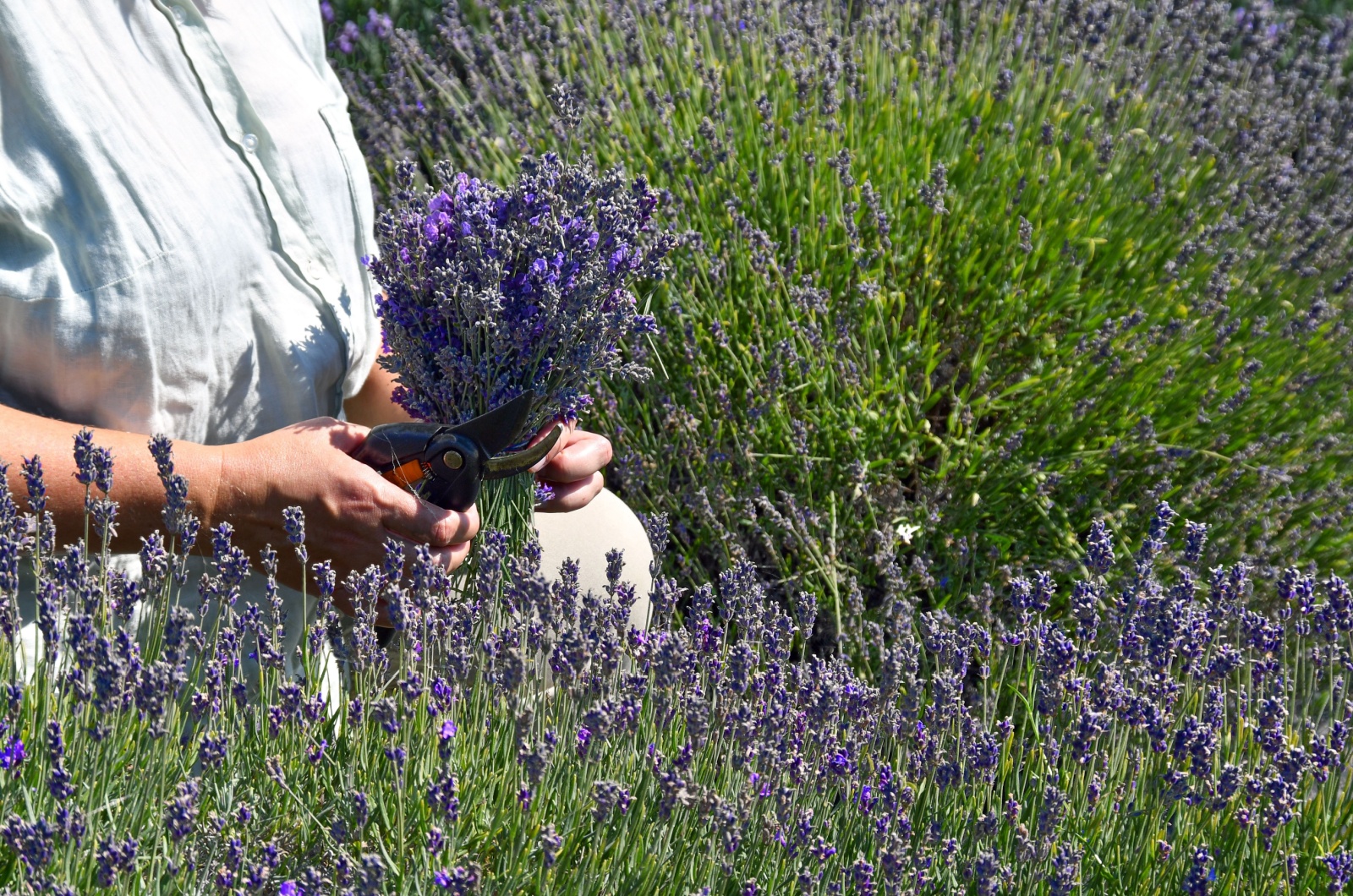 gardener cutting lavender