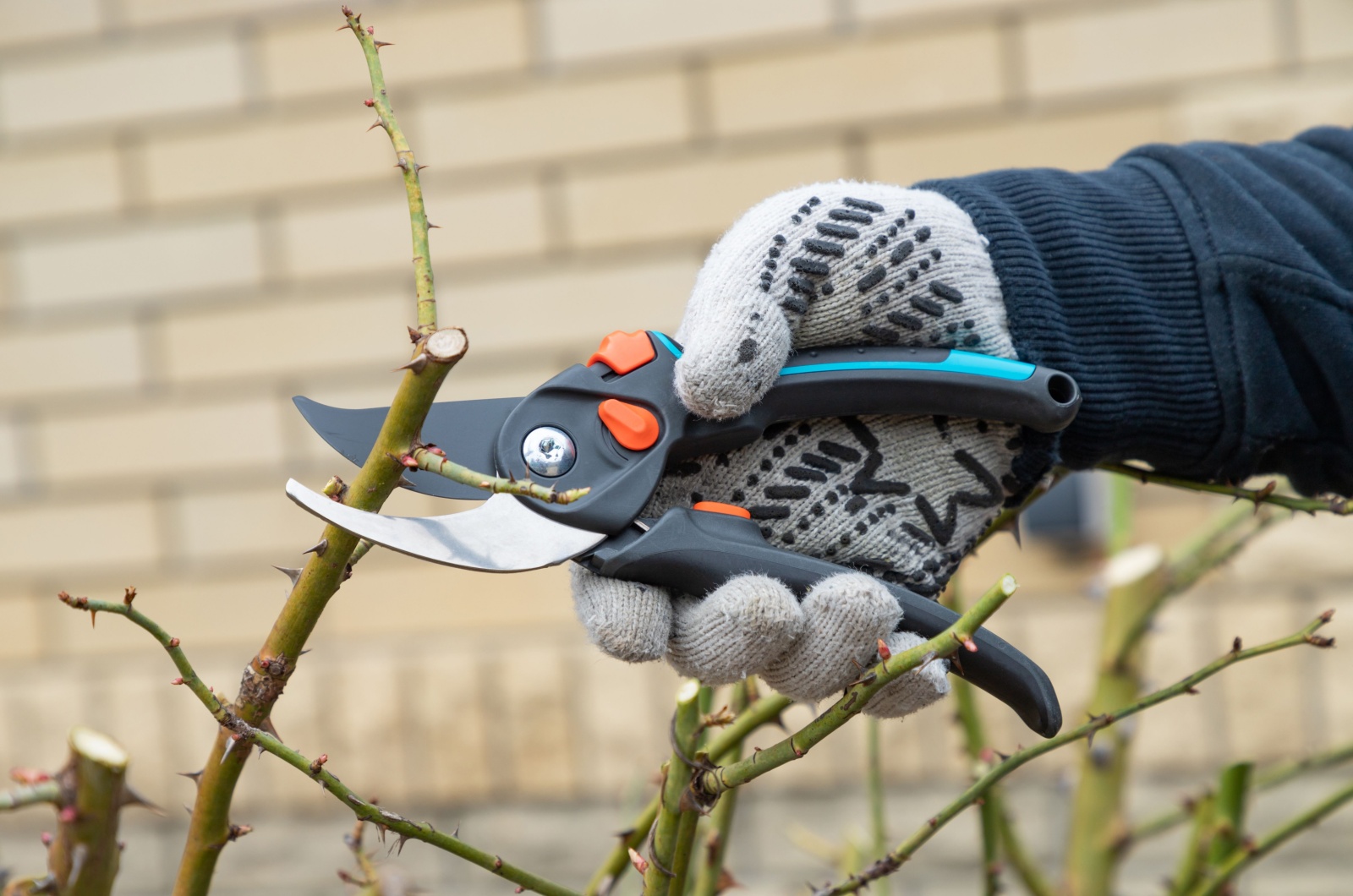 gardener pruning a plant