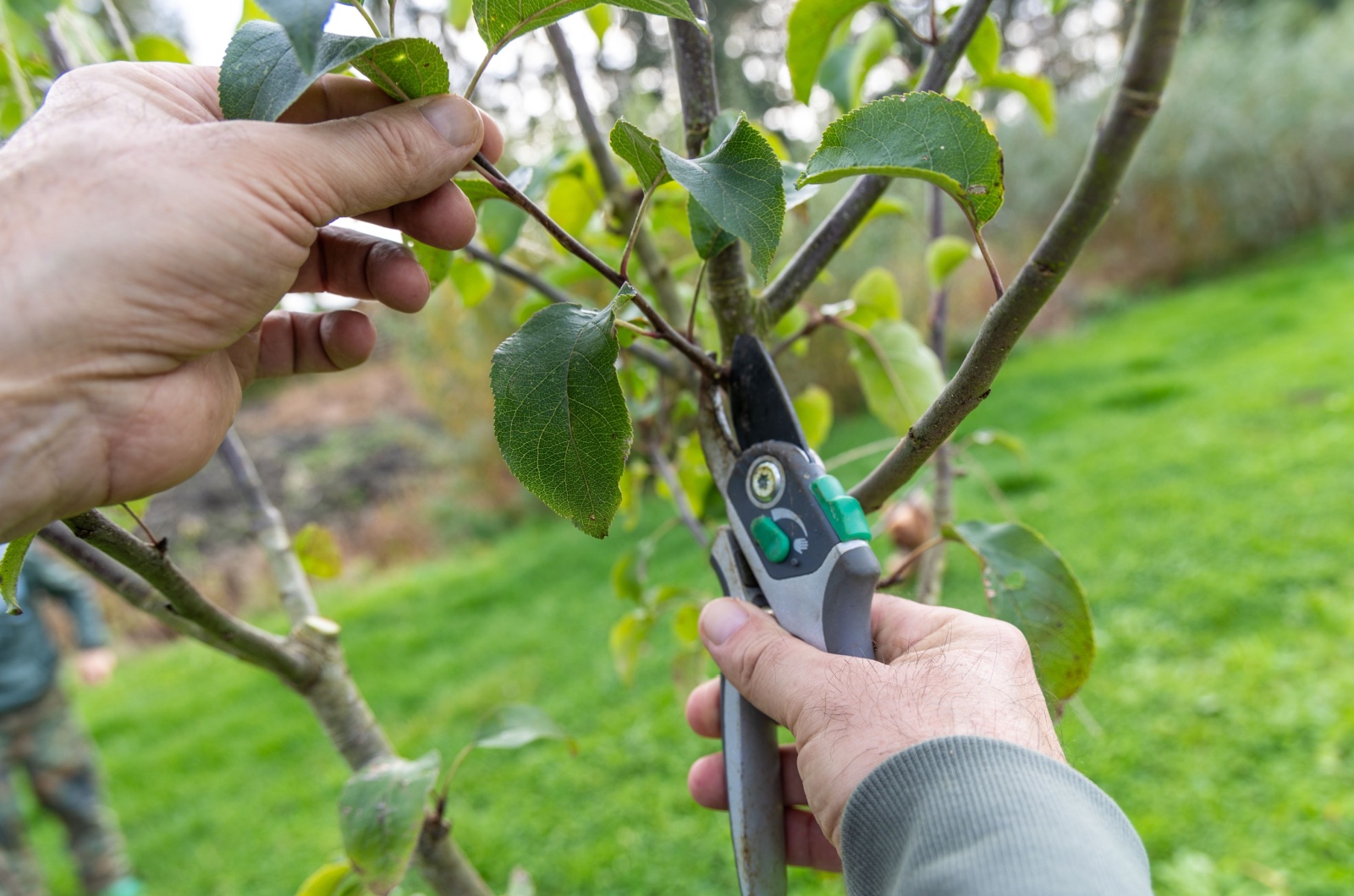 gardener pruning a tree