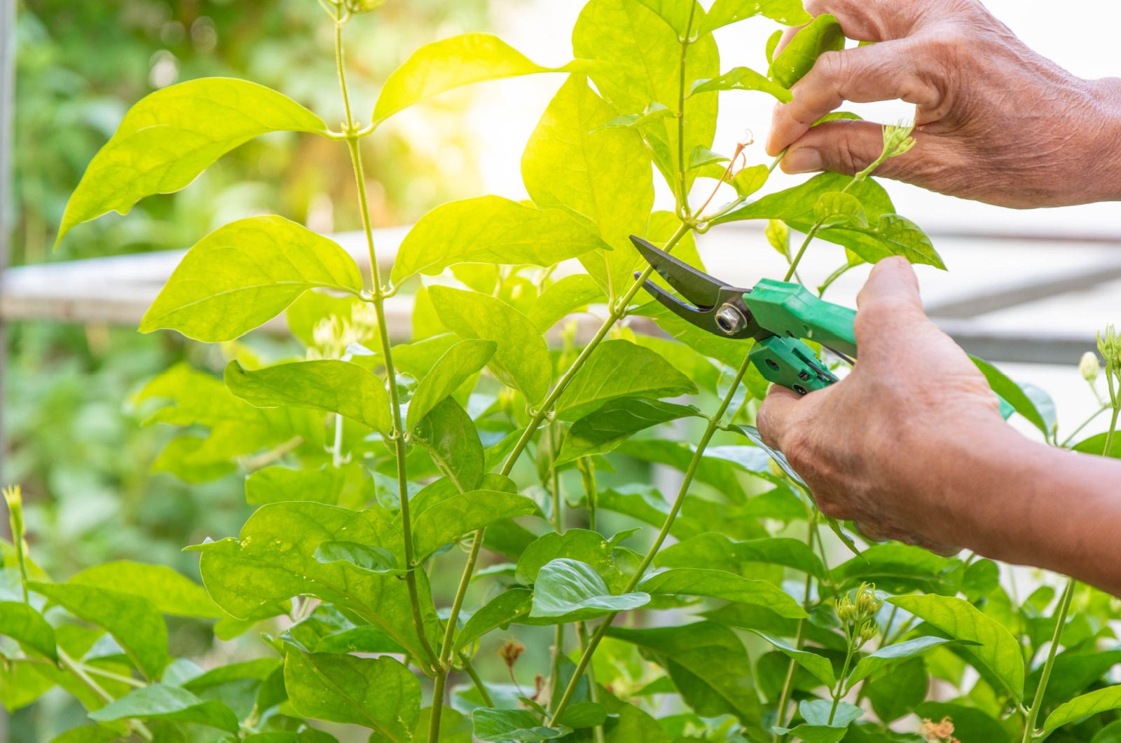 gardener pruning jasmine plant