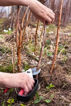 gardener pruning raspberry