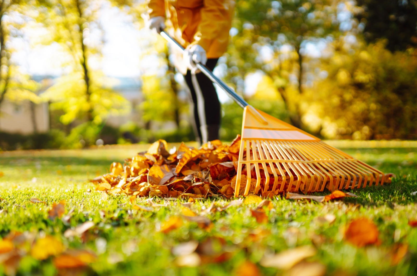 gardener raking leaves