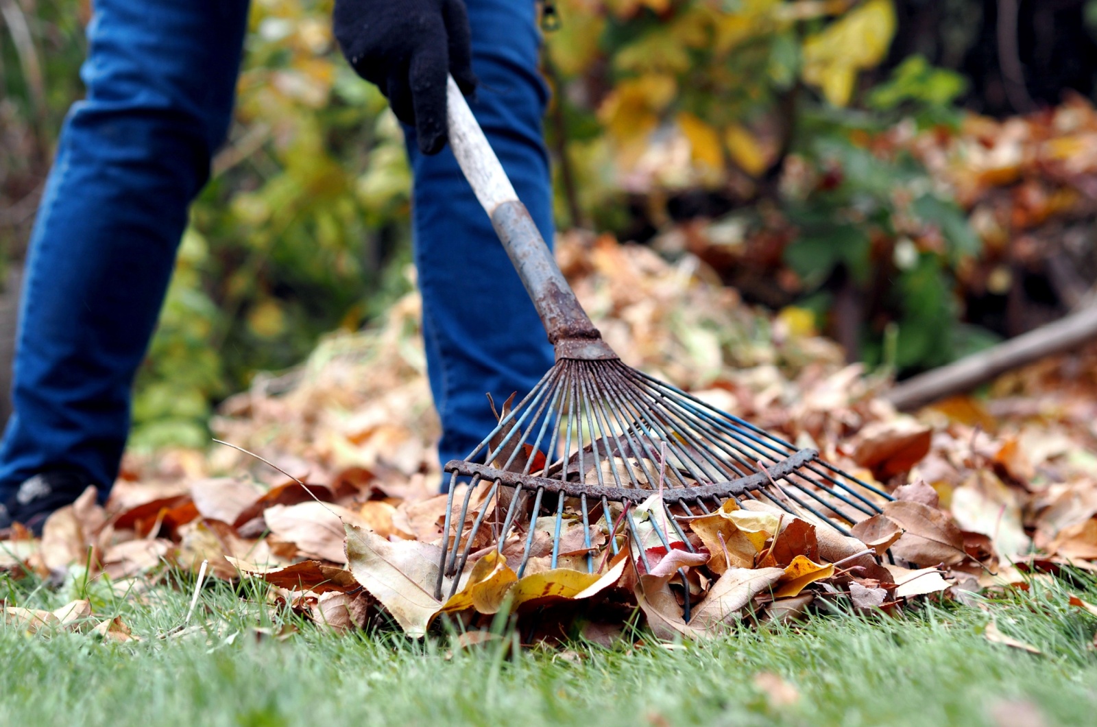 gardener using rake to clean up leaves