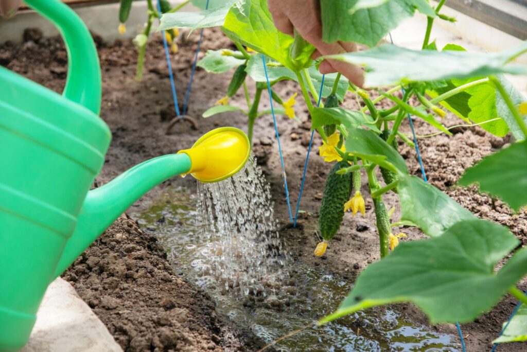 gardener waters young cucumber seedlings in a greenhouse