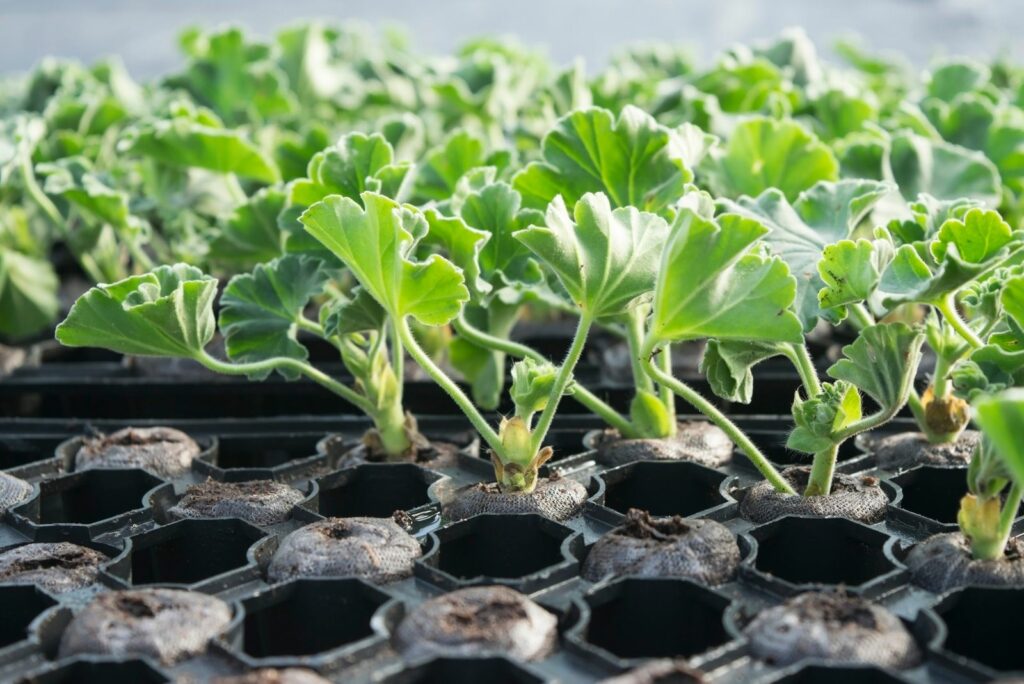 geraniums in small pots