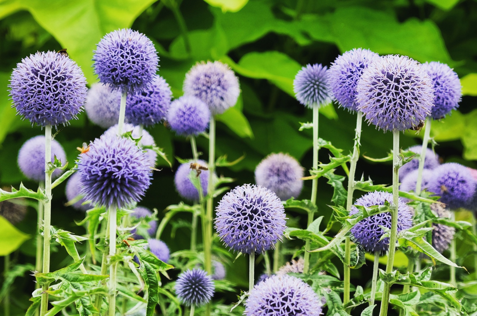 globe thistle plant