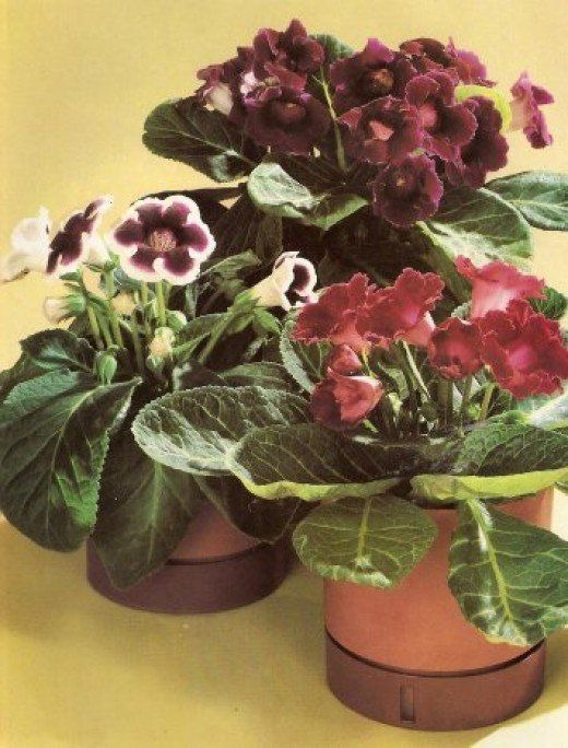 gloxinia plants in pots