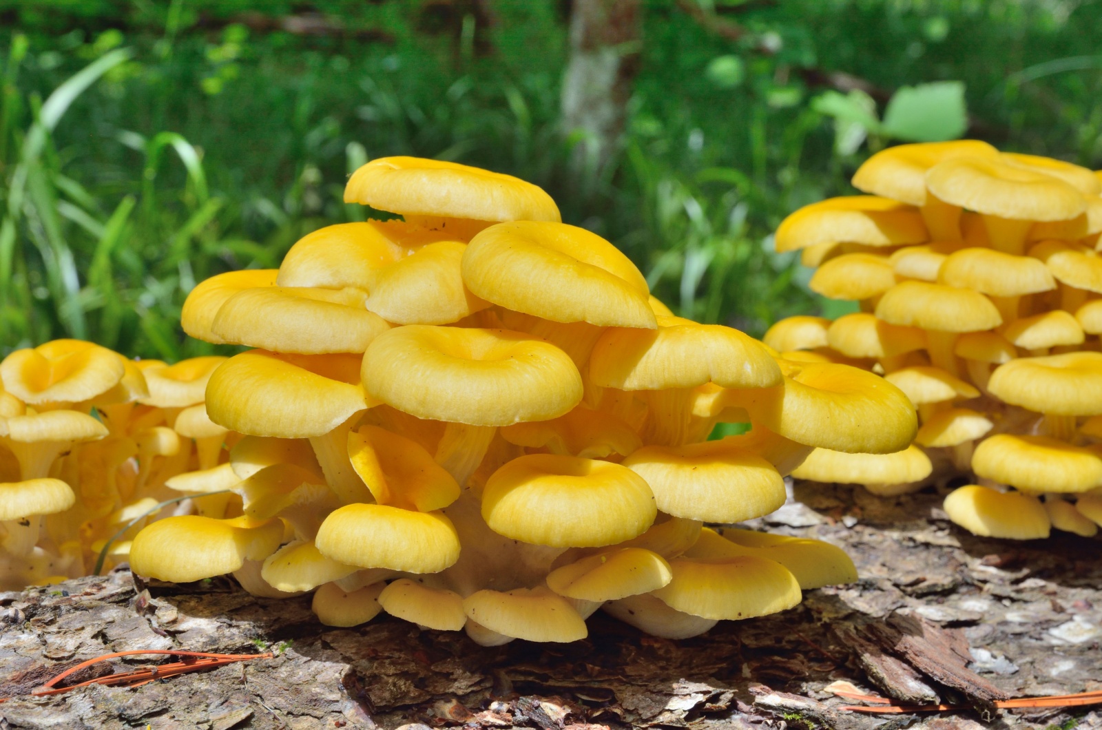 golden oyster mushroom