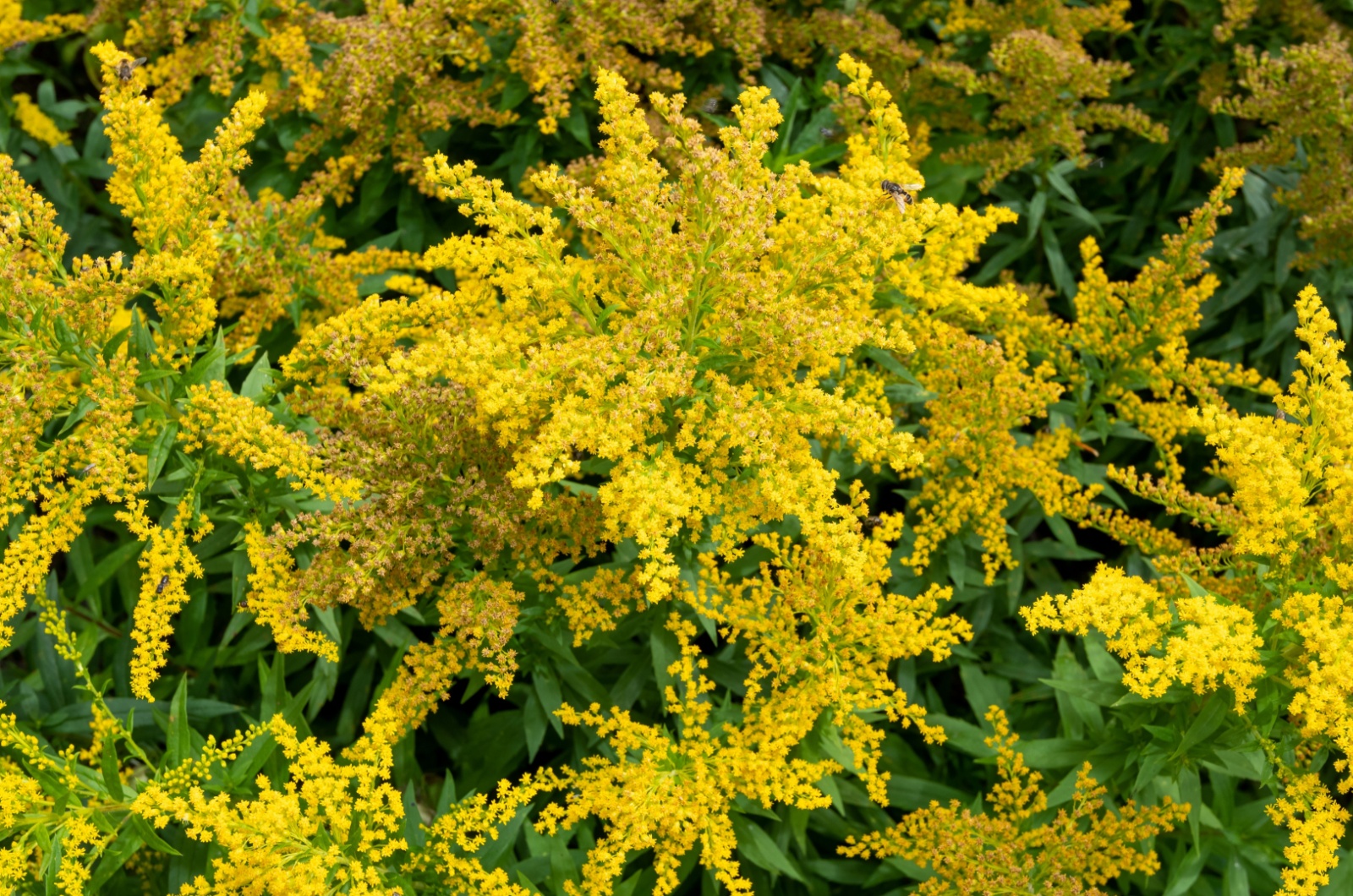 goldenrod flowers