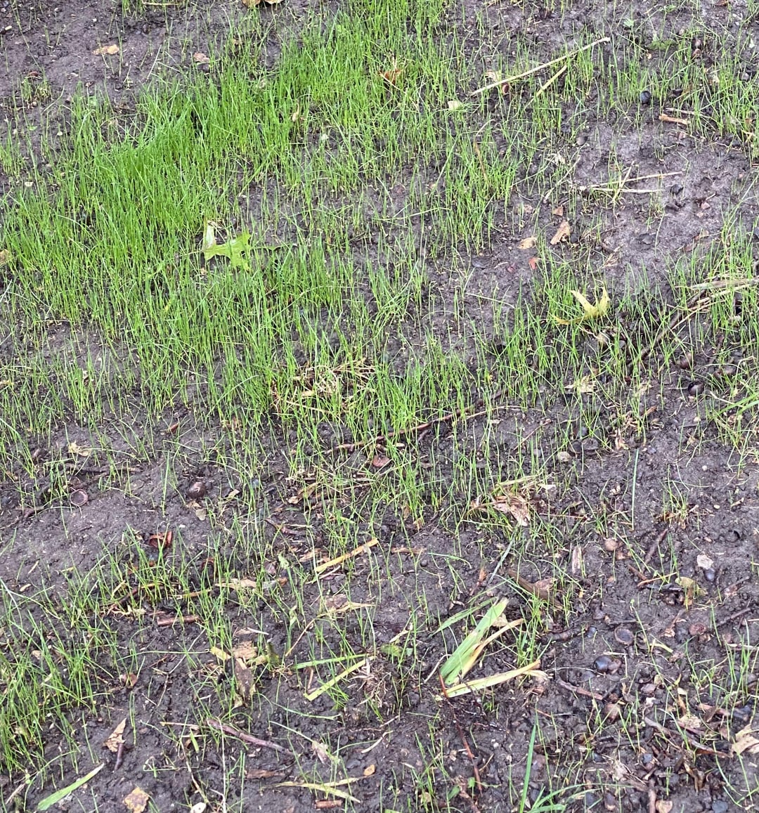 grass growing in garden