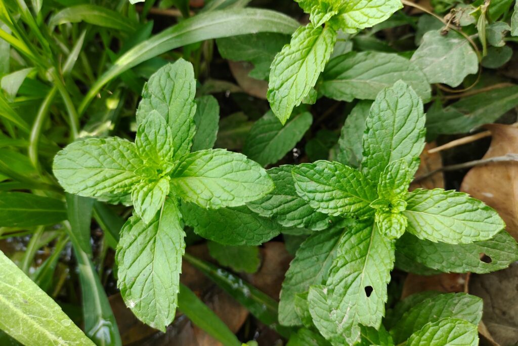 green mint leaves